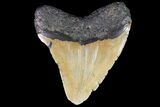 Fossil Megalodon Tooth - North Carolina #79911-1